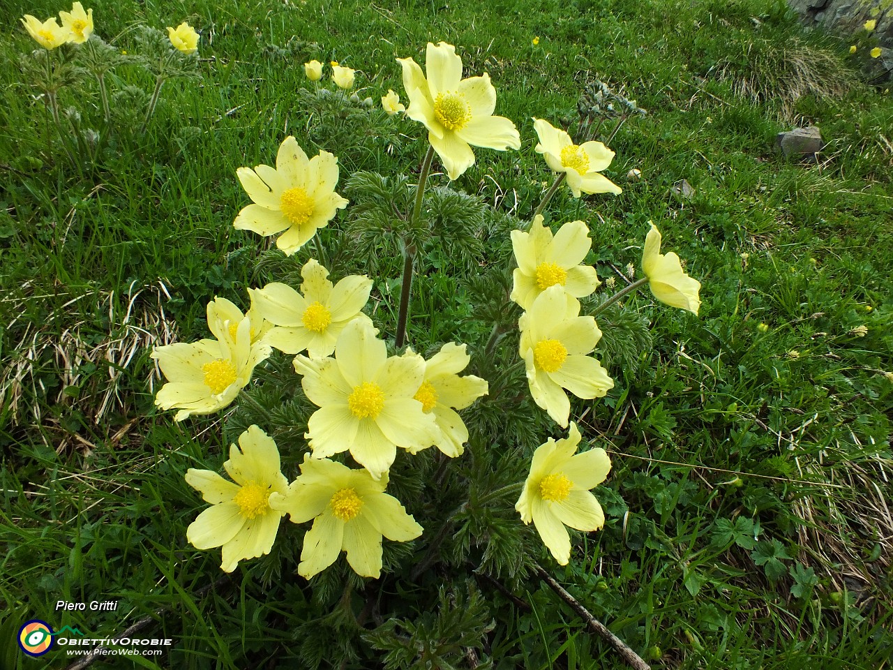 28 Cespo di pulsatilla alpina....JPG